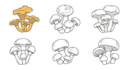 Vintage botanical illustration of various mushroom types in black and gold