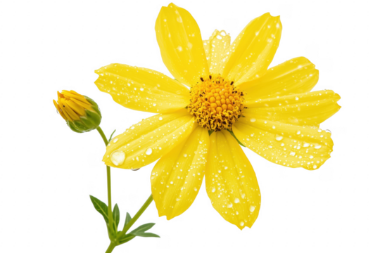 Yellow daisy petals water droplets isolated on a transparent background