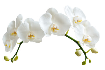 White orchid blossoms delicate petals isolated on a transparent background