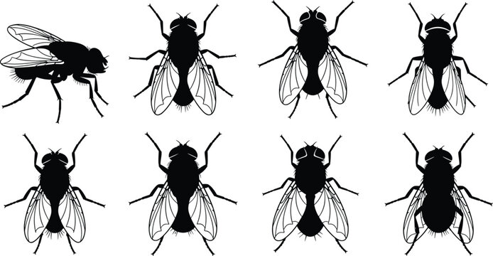 Fly silhouettes vector illustration, insect pest design, entomology concept, bug symbol, mosquito housefly artwork, nature biology study, cad drawing flat vector illustration
