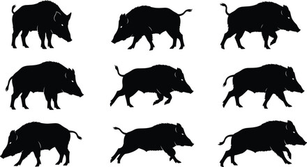 Wild boar silhouettes, animal poses, wildlife vector, running boar, standing pig, tusks, motion study, cad drawing flat vector illustration
