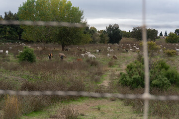 Herd of Goats Grazing for Brush Control Behind an Electric Fence