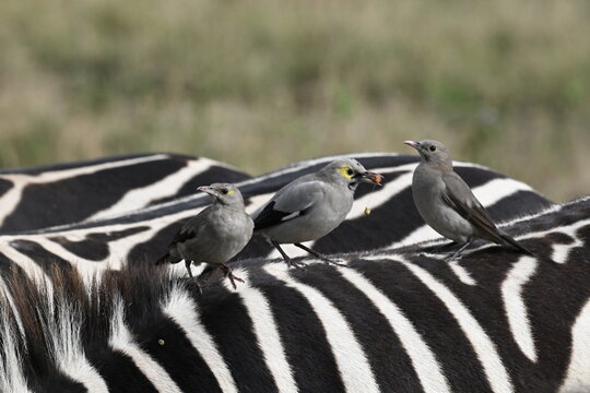 Cowboy Starlings