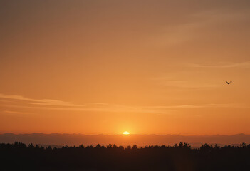 Fototapeta premium Golden sunset over forest horizon with warm orange sky and soft clouds, peaceful evening landscape showing calm atmosphere, natural beauty, and serene end of the day 
