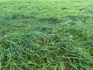 green grass background