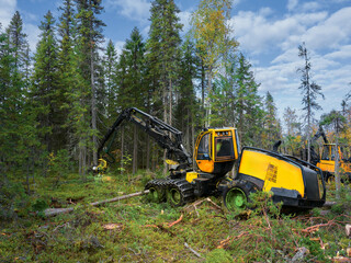 Timber harvesting in progress with machinery in a forest during clear weather