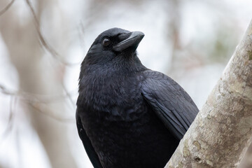 raven on a branch Displays a close-up of a black bird. Full-frame composition, black-gray tone