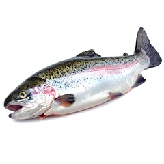 Naklejka premium A whole, fresh salmonid with iridescent scales and a distinct pink stripe