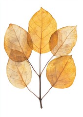 Pressed ive leaves leaf dried illustration.