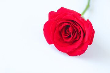A single vibrant red rose on a clean white background, symbolizing love and romance. Perfect natural frame or space for Valentine's Day, special occasions, poster templates, text, and cards.