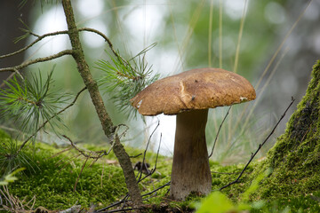 Birch bolete mushroom growing in a natural forest environment