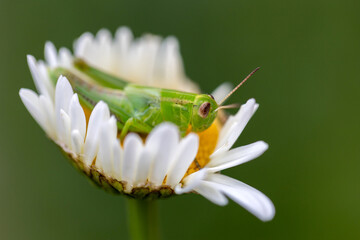 close up of a white flower Presents a green grasshopper on a white daisy. Full-frame composition, green-white tone. Natural style