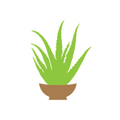 Aloe Vera Potted Plant