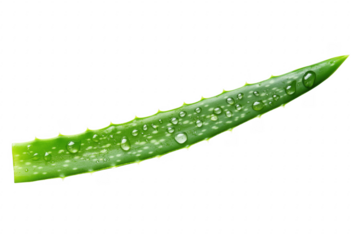 Green aloe leaf with water droplets isolated on a transparent background