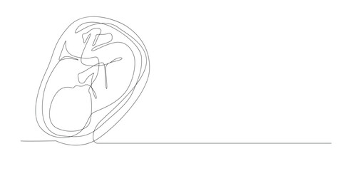 Embryo One Line Drawing, Isolated on White Background.