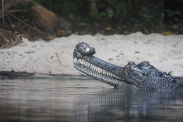 Crocodile resting in serene river environment at sunset