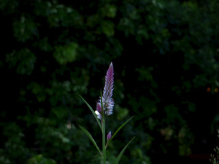 Tall Celosia Spear — Isolated Wildflower with Dark Forest Bokeh, Vertical Composition for Layouts