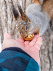 Squirrel eats nuts from a man's hand. Caring for animals in winter or autumn.