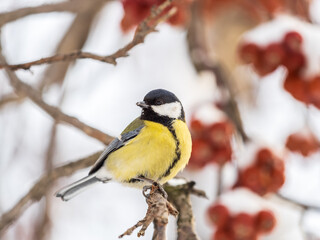 Cute bird Great tit, songbird sitting on a branch without leaves in the autumn or winter.