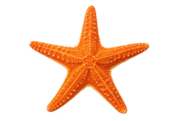 Orange starfish isolated on transparent background, a marine animal with five arms