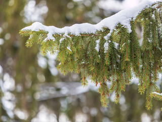 Green fir branches in winter covered with snow