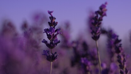 Lavender Flower Field: Focused close-up of prominent purple lavender stem in large lavender field at dusk.