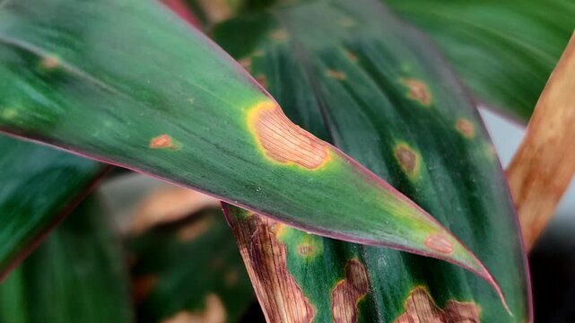 Plant leaves affected by leaf blight. This disease is caused by a water fungus infection known as Phytophthora colocasiae.
