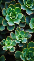Close view of vibrant green succulent plants in natural light