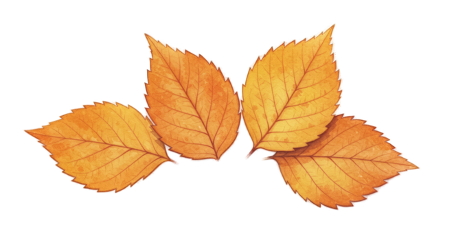 Golden Autumn Leaves Isolated Transparent Background Fall Season