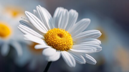 Naklejka premium Close-Up of a Vibrant White Daisy Flower with Bright Yellow Center Surrounded by Softly Blurred Background of More Blooms in Natural Setting