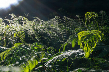 SunKissed Ferns Lush growth illuminated by morning light in a dark forest.
