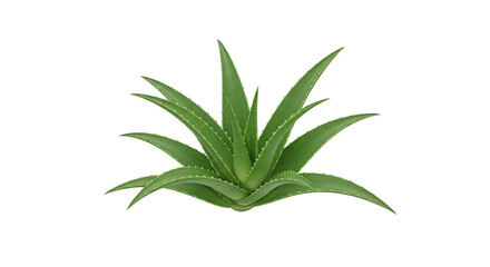 Green Aloe Vera Plant Isolated Transparent Background Detailed Greenery
