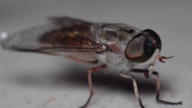 Horsefly Portrait Macro CloseUp of a Bloodsucking Insect.