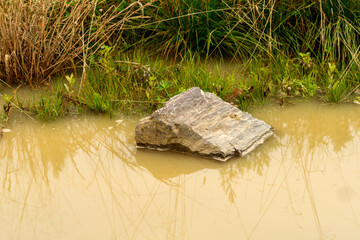 Weathered stone in muddy pond with reflections. A rough stone emerges from a small muddy pond, partly submerged, with reflections of grasses visible on the water surface. 