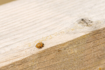 Ladybug crawling across pale wooden textured surface. A brown ladybug with unique circular spots moves across the surface of a pale wooden plank