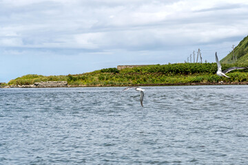Seagulls flying low above calm coastal shoreline. Two seagulls glide low over the calm coastal waters near a green shoreline with power poles, under partly cloudy skies and soft daylight. 