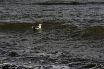 Seagull drifting along ocean surface with foamy waves. A solitary seagull with white and grey feathers drifts across the ocean surface as foamy waves rise nearby, capturing the calm yet dynamic motion