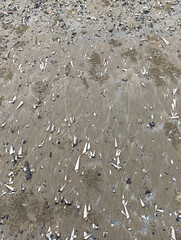 Scattered, pointed seashells and crab sand castles dot the damp, textured beach foreground. 