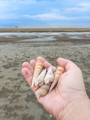 holding sea shells on the beach