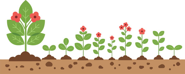 Plant growth stages diagram illustration vector design stages editable vector
