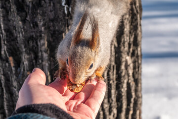 Obraz premium Squirrel eats nuts from a man's hand. Caring for animals in winter or autumn.