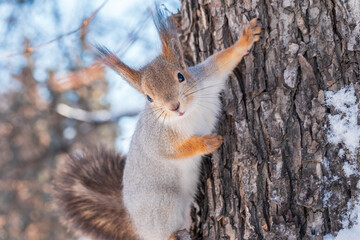 Squirrel in winter sits on a tree trunk with snow