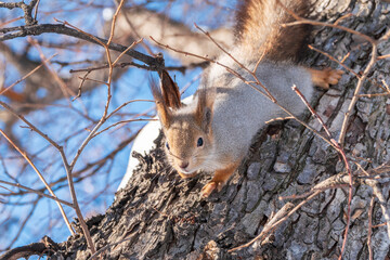 Squirrel in winter sits on a tree trunk with snow