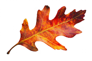 Autumn oak leaf vibrant colors isolated on a transparent background