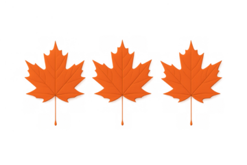Three vibrant orange maple leaves representing autumn, nature, and canadian identity. Isolated with a transparent background