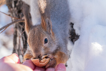 Squirrel eats nuts from a man's hand. Caring for animals in winter or autumn.