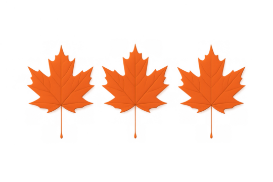 Three vibrant orange maple leaves representing autumn, nature, and canadian identity. Isolated with a transparent background