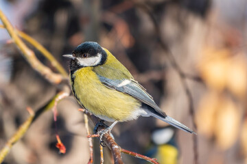 Cute bird Great tit, songbird sitting on a branch without leaves in the autumn or winter.