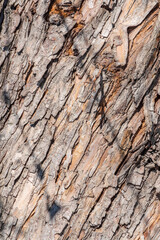 The texture of the bark of an old apple tree