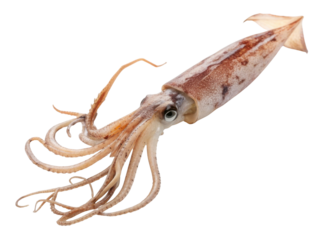 Fresh raw squid whole marine seafood calamari. natural food animal, isolated for cooking ingredient, with clear eye and tentacle